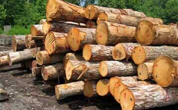 شناخت انواع چوب جهت خرید مبلمان - وبسایت آستیاژ