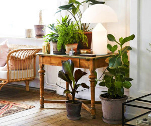 چند ایده برای تزئین خانه با چیدمان زیبای گیاهان آپارتمانی - وبسایت آستیاژ